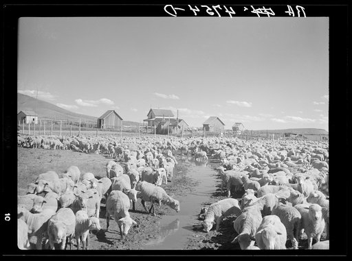 The former Colonel Smith ranch, now the property of the Resettlement Administration. It is the favorite stopover place for sheep in transit. Central Oregon grazing project