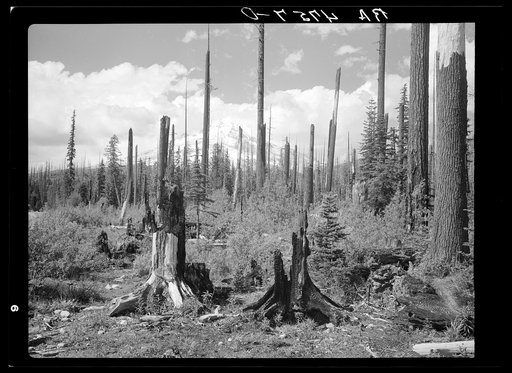 Blackened stumps of trees and ugly snags cover the slopes leading to Mount Hood, Oregon