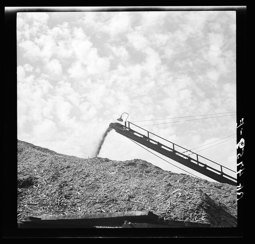 The sawdust from thousands of logs is piled near a power plant on the Columbia River, Oregon