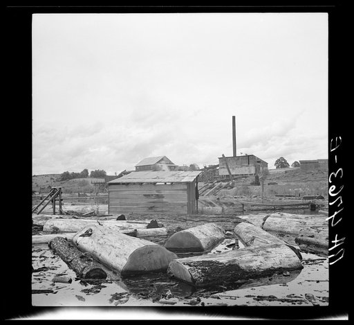 Great logs floating in the river near a sawmill at McMinnville, Oregon