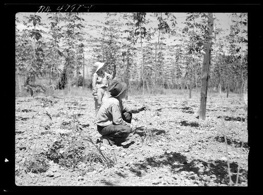Workers in hop field. Yakima, Washington