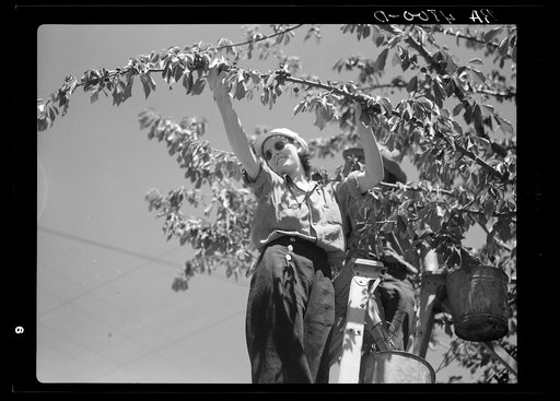 Picking cherries. Yakima, Washington
