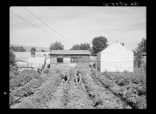 Children of a family of fruit workers who have squatted for the summer in the Yakima Valley. Washington