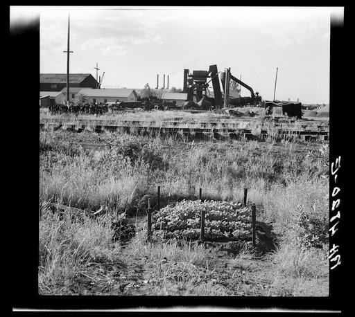 A typical garden patch in Hooverville. Portland, Oregon