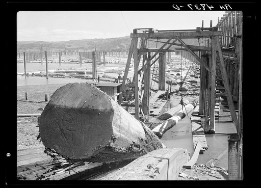 Logs coming up conveyor into mill. Longview, Washington