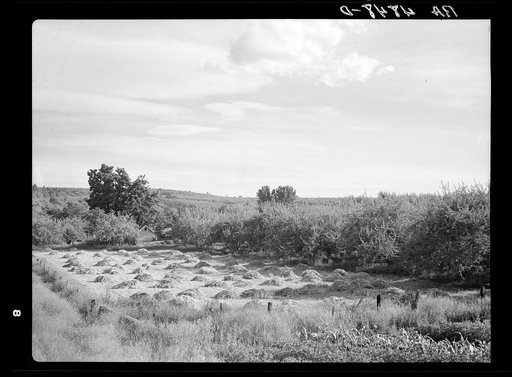Yakima Valley farm. Washington