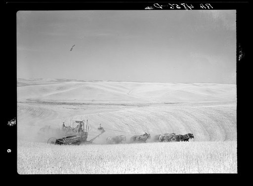 Winter wheat harvest. Whitman County, Washington