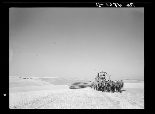 A sixteen-horse combine in the fertile fields of the Palouse country. Washington