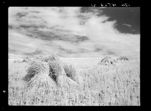 Shocks of wheat. Whitman County, Washington