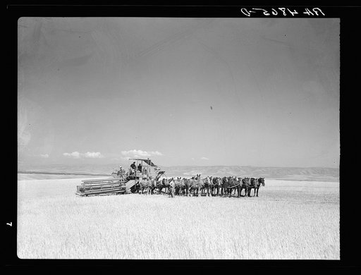 Sixteen-horse combine. Whitman County, Washington
