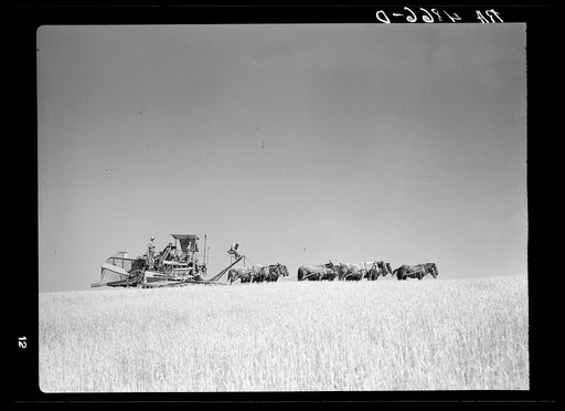 Harvesting winter wheat. Whitman County, Washington