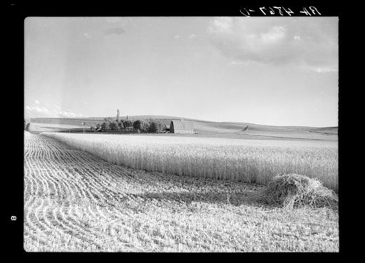 Wheat farm. Whitman County, Washington