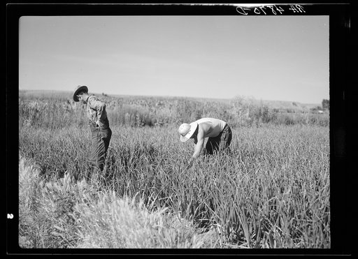 Workers in onion field. Yakima, Washington