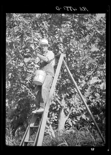 Picking cherries. Yakima, Washington