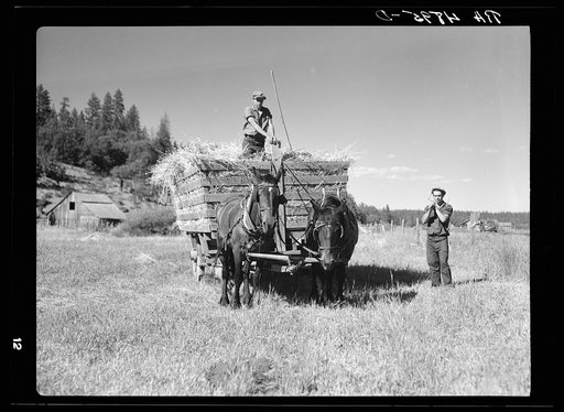 Farm hands loading hay wagon. Goldendale, Washington