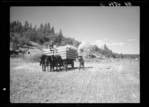 Loading a hay wagon. Goldendale, Washington