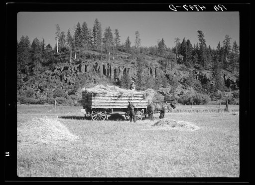 Loading hay. Goldendale, Washington