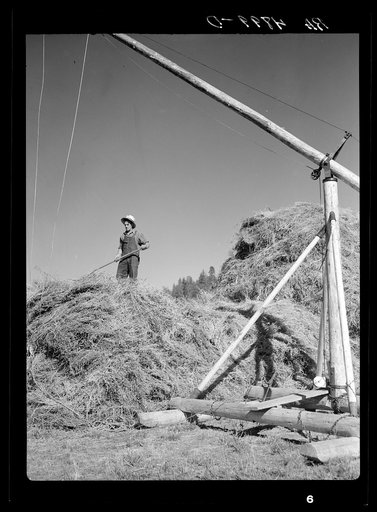 Stacking alfalfa hay. Goldendale, Washington