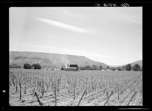 Hop fields. Yakima, Washington