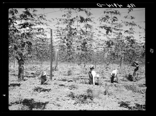 Hop field workers. Yakima, Washington