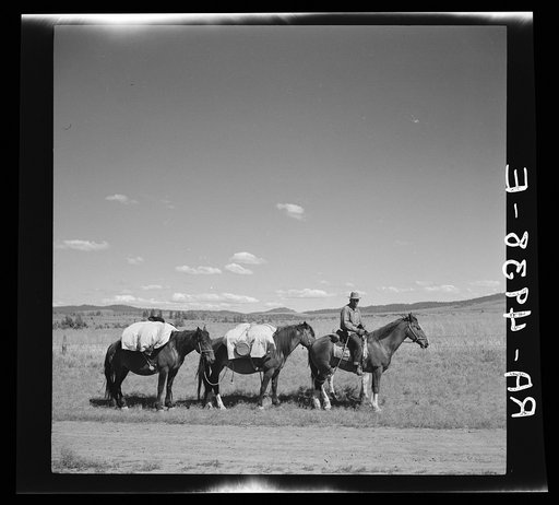 Sheep herder on the trail. Madras, Oregon