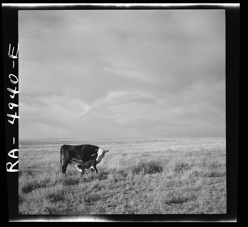 Grazing land. Madras, Oregon