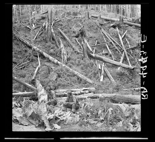 Cut-over land. Siltcoos, Oregon