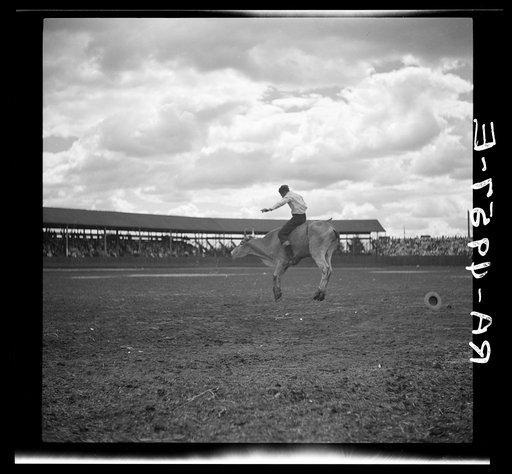 Riding a steer. Molalla Buckeroo. Molalla, Oregon