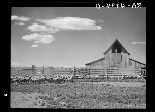 Sheep on ranch in the Central Oregon grazing project