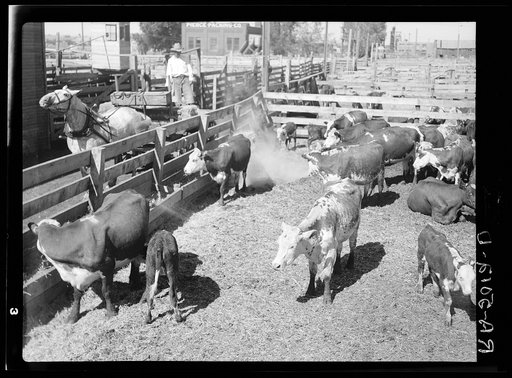 Feeding drought cattle. Stockyard. Billings, Montana