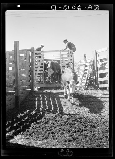 Unloading drought cattle. Billings, Montana