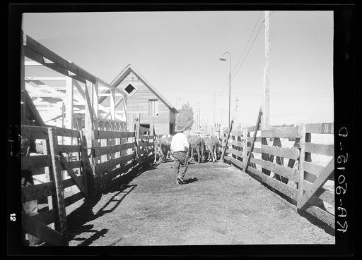 Drought cattle being weighed. Billings, Montana