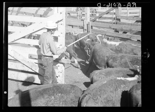 Drought cattle being inspected. Billings, Montana