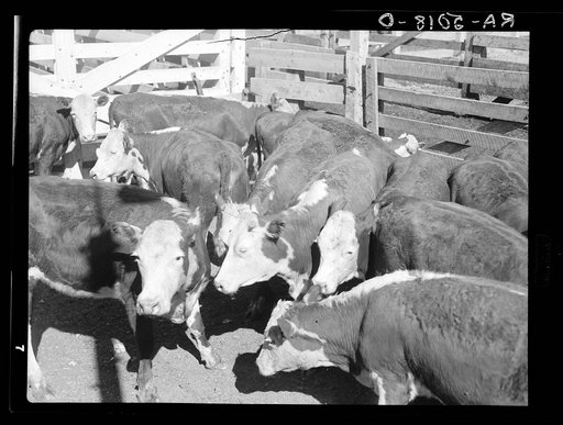 Drought cattle at the stockyards. These cattle are distinctly below average. Billings, Montana. Ranchers are unloading their herds before they get too thin. Grasshoppers have eaten up what little grass there was before drought