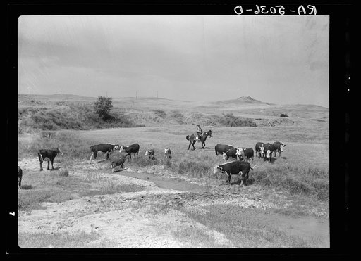 Cattle at a dried-up waterhole near Glendive, Montana