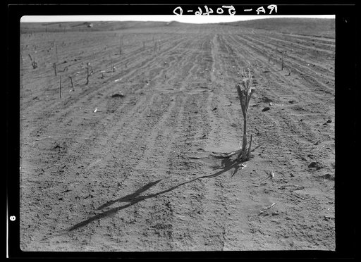 Corn withered by heat and chewed by grasshoppers. Terry, Montana