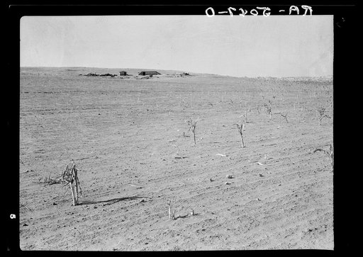 Corn withered by heat and chewed by grasshoppers. Terry, Montana