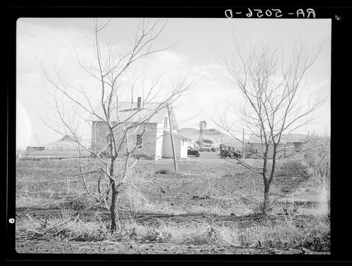 Stripped bare by the drought and grasshoppers. Trees on the farm of Mrs. Emma Knoll. Grant County, North Dakota