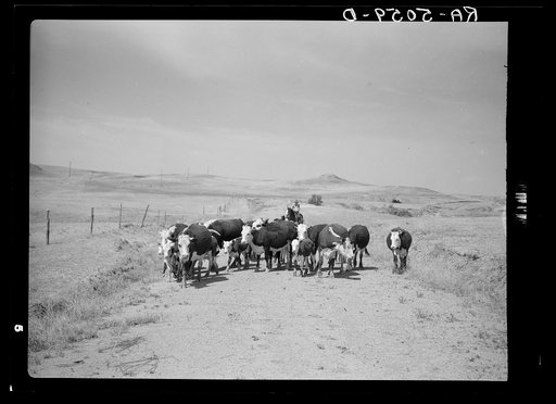 Driving cattle to water. Glendive, Montana