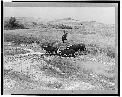 Rancher's son driving cattle to a new water hole. Glendive, Montana
