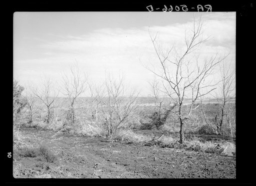 Grasshoppers have destroyed this orchard on Mrs. Emma Knoll's farm in Grant County, North Dakota