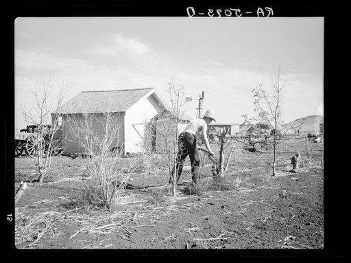 Sawing down trees killed by the drought and grasshoppers plague on the farm of Mrs. Emma Knoll in Grant County, North Dakota