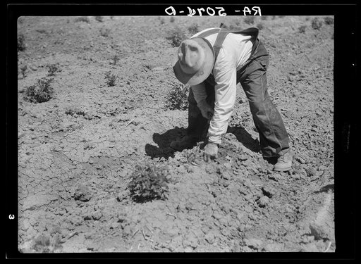 Inspecting a potato plant eaten by grasshoppers. Miles City, Montana