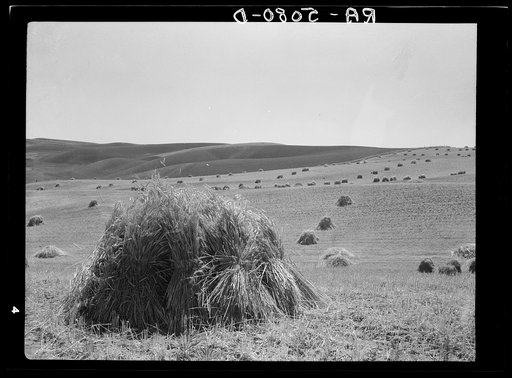 Wheat fields near Walla Walla, Washington