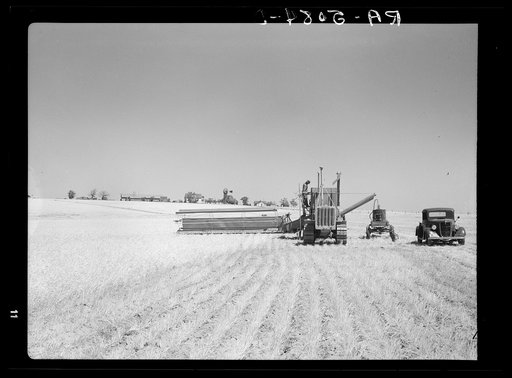 Harvesting wheat near Ritzville, Washington