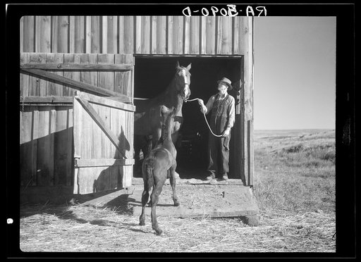 Scene on wheat farm near Bickleton, Washington