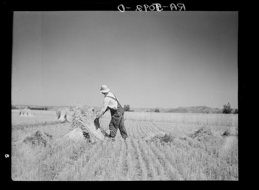 Irrigated fields in the drought area yield a good harvest. Near Billings, Montana