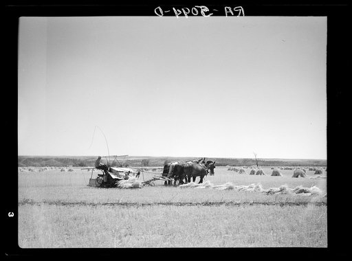 Harvesting wheat on an irrigated field near Billings, Montana