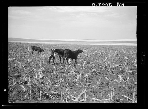 Cattle turned loose in corn field already ruined by grasshoppers. Near Carson, North Dakota