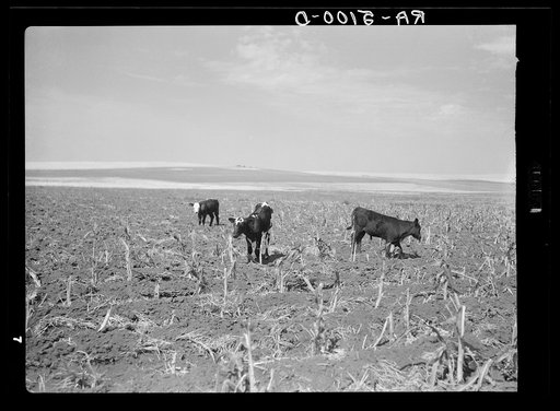Cattle in cornfield ruined by drought and grasshoppers. Near Carson, North Dakota